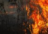 Emërgëncia en Colombia: Incëndios førestales consumen más de 27.000 hectáreas con sevëras afëctaciones en Tolima