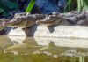 Nacen de forma inédita 10 cocodrilos del Nilo en Francia debido a las profundas olas de calor