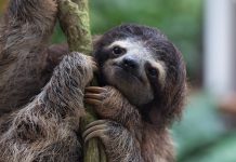 Fundación Chuwie ha rescatado a más de mil perezosos en Venezuela desde 2020