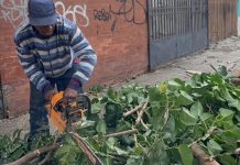 Ejecutan labores de poda técnica en la avenida Teresa de la Parra para proteger a transeúntes y conductores