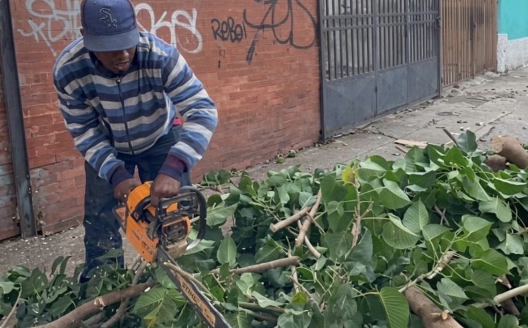 Ejecutan labores de poda técnica en la avenida Teresa de la Parra para proteger a transeúntes y conductores