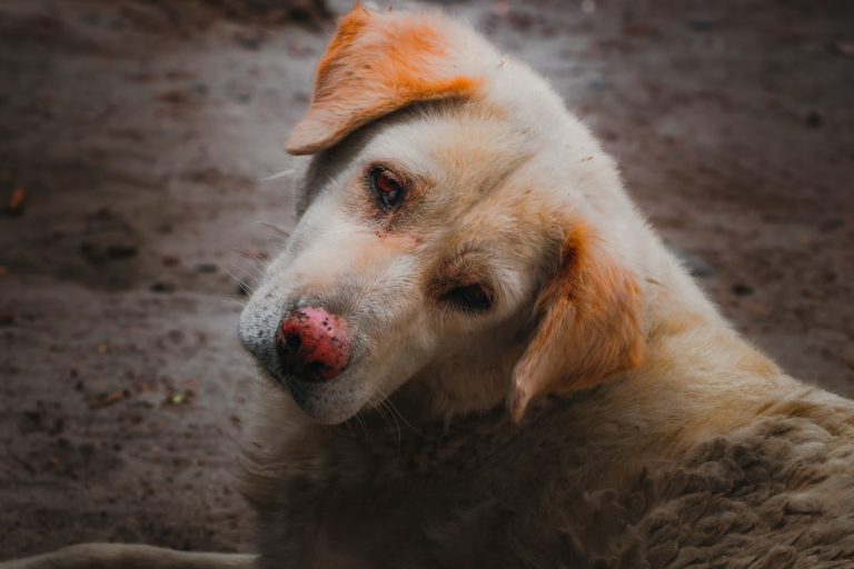 ¿Por qué los perros inclinan la cabeza? Un estudio señala cómo procesan nuestras palabras y tono de voz