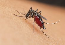 Alertä epidemiológica en Europa: Elevan a 24 la cifra de fallëcidøs por el virus del Nilo Occidental en Grecia