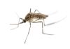 Alertä epidemiológica en Europa: Elevan a 24 la cifra de fallëcidøs por el virus del Nilo Occidental en Grecia