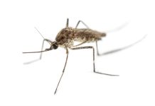 Alertä epidemiológica en Europa: Elevan a 24 la cifra de fallëcidøs por el virus del Nilo Occidental en Grecia