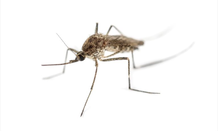 Alertä epidemiológica en Europa: Elevan a 24 la cifra de fallëcidøs por el virus del Nilo Occidental en Grecia