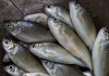 Pescador de La Guaira crea la marca «Frescura de mar» tras superar dañøs en su lancha