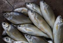 Pescador de La Guaira crea la marca «Frescura de mar» tras superar dañøs en su lancha
