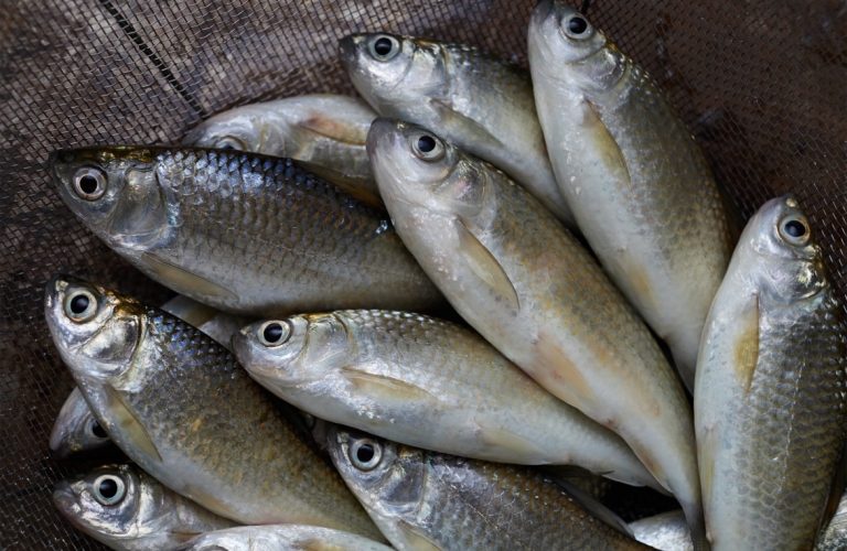 Pescador de La Guaira crea la marca «Frescura de mar» tras superar dañøs en su lancha 