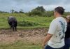 Avanza en el estado Monagas el Plan Nacional de Caracterización del Rebaño Bovino 2026