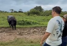 Avanza en el estado Monagas el Plan Nacional de Caracterización del Rebaño Bovino 2026