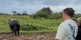 Avanza en el estado Monagas el Plan Nacional de Caracterización del Rebaño Bovino 2026