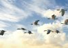 Investigadores prueban que permitir volar libremente a las aves mejora su bienestar emocional