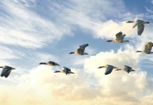 Investigadores prueban que permitir volar libremente a las aves mejora su bienestar emocional