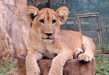 Parque Zoológico de Caricuao resalta como pulmón vegetal y centro de conservación con 630 hectáreas al suroeste de Caracas