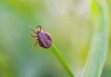 Detectan en Nueva York una extraña enfermedad transmitida por garrapatas común en el sur de EE. UU.
