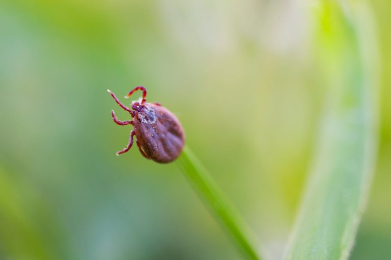 Detectan en Nueva York una extraña enfermedad transmitida por garrapatas común en el sur de EE. UU.