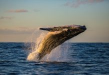 «The Whale»: el museo con silueta de cetáceo que abrirá en el Círculo Polar Ártico en 2027