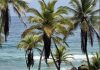 Playa Guacuco se consolida como uno de los destinos más visitados de la Isla de Margarita gracias a su encanto natural y oferta turística (+ Fotos)