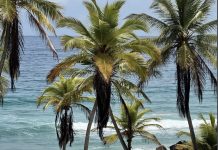 Playa Guacuco se consolida como uno de los destinos más visitados de la Isla de Margarita gracias a su encanto natural y oferta turística (+ Fotos)