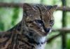 Científicos descubren el gato tilcayo, la primera nueva especie de felino salvaje descrita en más de un siglo