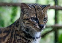 Científicos descubren el gato tilcayo, la primera nueva especie de felino salvaje descrita en más de un siglo