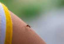 Confirman la primera muertë por denguë en Florida mientras aumentan los contagïos locales