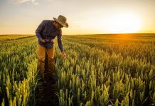 9 de septiembre Día Mundial de la Agricultura: Una fecha para reconocer el esfuerzo de los productores y la seguridad alimentaria