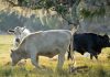Fedenaga solicita al Ejecutivo nacional reorientar fondos del acuerdo petrolero hacia la producción agropecuaria del país