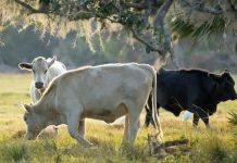 Fedenaga solicita al Ejecutivo nacional reorientar fondos del acuerdo petrolero hacia la producción agropecuaria del país