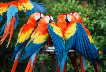 Especialistas advierten sobre el inicio de la temporada de vuelo de pichones de guacamayas e instan a la ciudadanía a no manipularlos ni capturarløs