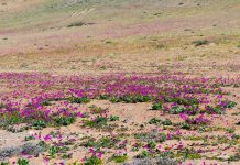 Fenómeno de El Niño transforma el árido paisaje del desierto de Atacama en un manto floral de 15.000 hectáreas