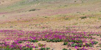Fenómeno de El Niño transforma el árido paisaje del desierto de Atacama en un manto floral de 15.000 hectáreas
