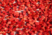 Histórico experimento de la NASA revela que las semillas de tomate sobrevivieron a casi seis años en el espacio