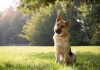 Estudio en la revista Science revela que los perros priorizan las consonantes para entender el habla humana