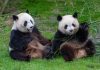 Llegada de dos osos panda a Atlanta concreta uno de los acuerdos de la cumbre entre Donald Trump y Xi Jinping