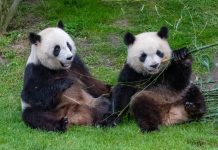Llegada de dos osos panda a Atlanta concreta uno de los acuerdos de la cumbre entre Donald Trump y Xi Jinping