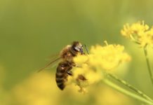 Táchira atendió a más de 30 personas por ataquë de abejas en el Polideportivo de Pueblo Nuevo
