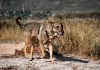OMS confirma a Chile como el primer país de Sudamérica en eliminar la rabia transmitida por perros como problema de salud pública