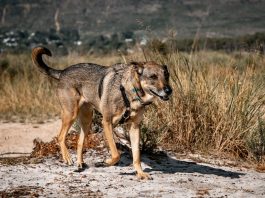 OMS confirma a Chile como el primer país de Sudamérica en eliminar la rabia transmitida por perros como problema de salud pública