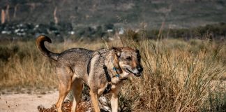 OMS confirma a Chile como el primer país de Sudamérica en eliminar la rabia transmitida por perros como problema de salud pública