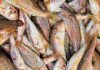 Cavidea reporta incremento histórico en el consumo de pescado en Venezuela alcanzando los 10 kilos por persona