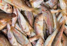 Cavidea reporta incremento histórico en el consumo de pescado en Venezuela alcanzando los 10 kilos por persona
