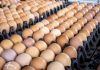 Garantizan 100% de abastecimiento de pollo y huevo en el país con producción nacional