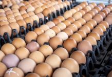 Garantizan 100% de abastecimiento de pollo y huevo en el país con producción nacional