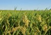 Silos a máxima capacidad: cosecha de arroz en Portuguesa avanza a paso firme pese al clima
