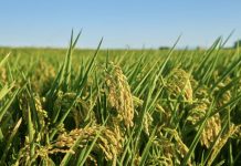 Silos a máxima capacidad: cosecha de arroz en Portuguesa avanza a paso firme pese al clima