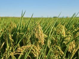Silos a máxima capacidad: cosecha de arroz en Portuguesa avanza a paso firme pese al clima