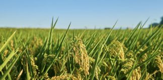 Silos a máxima capacidad: cosecha de arroz en Portuguesa avanza a paso firme pese al clima