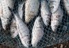 Venezuela fortalece la cooperación internacional y la pesca artesanal en la 37° sesión del COFI de la FAO